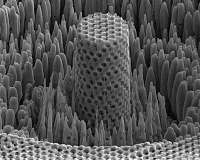 Penn engineer's 'metallic wood' has the strength of titanium and the density of water