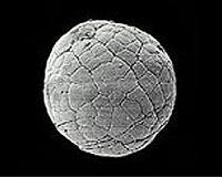 Bacteria Preserve Fossils