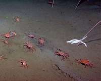 Scientists discovered an entirely new reason for methane venting from the Arctic Shelf