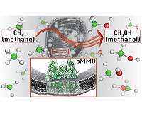 Methane-consuming bacteria could be the future of fuel