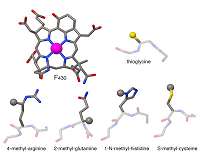 Researchers discover unique property of critical methane-producing enzyme