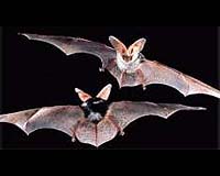 Researchers Studying How Singing Bats Communicate
