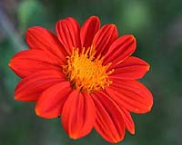 Flowering-plant burst fostered forests