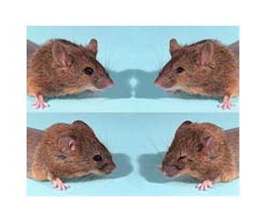 Genetic studies of special mice could lead to rapid human health advances