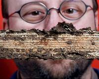 Termite genome lays roadmap for 'greener' control measures