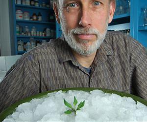Plants unpack winter coats when days get shorter