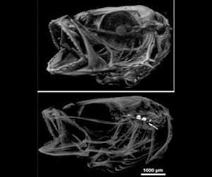 Ocean acidification as a hearing aid for fish?