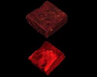 CT scans of coral skeletons reveal ocean acidity increases reef erosion
