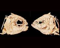 Scientists find gene that causes Mexican cave fish to lose eyesight