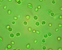 Developing Renewable Fuels From Algae Oil
