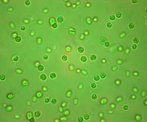 Algenol Biofuels Opens Labs In Florida