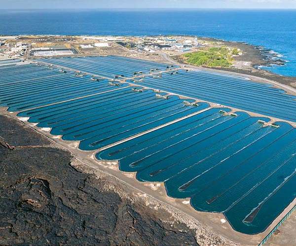 Onshore algae farms could be 'breadbasket for Global South'