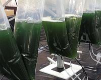 Microalgae eat themselves when times are tough
