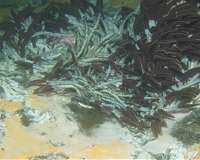 Newly discovered deep-sea microbes gobble greenhouse gases and perhaps oil spills, too