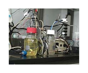 New harvesting approach boosts energy output from bacteria