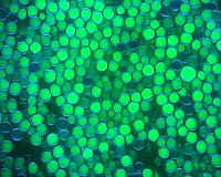 Yeast makes ethanol to prevent metabolic overload