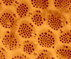 Research could lead to improved oil recovery, better environmental cleanup