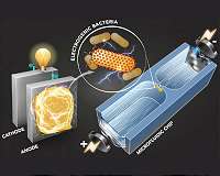 Technique identifies electricity-producing bacteria
