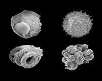 Mongolian microfossils point to the rise of animals on Earth