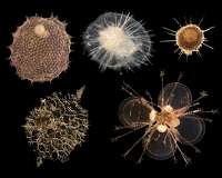 Trace metals in the air make big splash on life under the sea