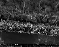 Lithium-ion batteries will get more efficiency due to silicon, germanium, carbon nanowalls