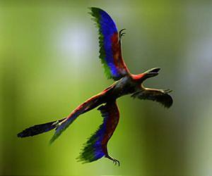 Feathered dinosaur gives evolution clues