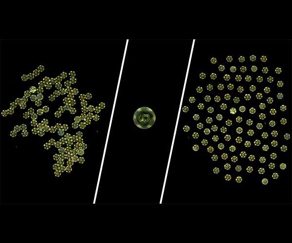 Microrobot collectives display versatile movement patterns