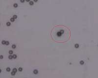 New sampling method allows scientists to observe cellular changes over time