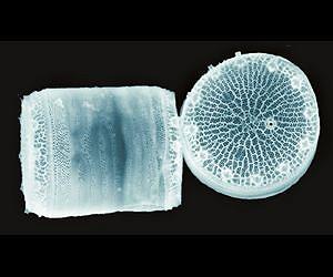 Scripps Oceanography Researchers Engineer Breakthrough for Biofuel Production
