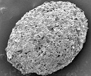 Life after Snowball Earth