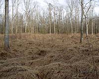 Study Helps Clarify Role Of Soil Microbes In Global Warming