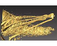 ASU and Virginia Tech researchers unlock mysteries of grasshopper response to gravity
