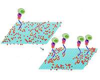 Graphene sheets capture cells efficiently