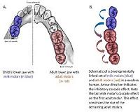 Milk teeth reveal previously uknown Ice Age people from Siberia