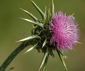 Milk thistle stops lung cancer in mice