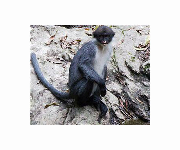 Newly discovered primate in Myanmar 'already facing extinction'