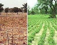 Investigating A Green Agricultural System