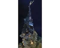 Exciting new creatures discovered on ocean floor