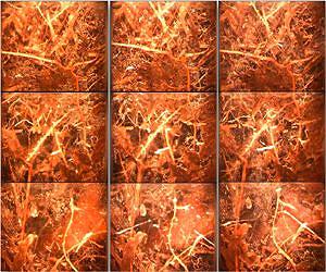 Method of studying roots rarely used in wetlands improves ecosystem research