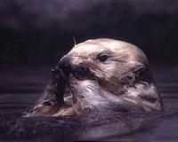 Invasive minks thrive on Scottish coast