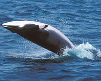 Navy exercise used to study whales