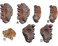 Late Miocene ape upper jaw discovered in western India