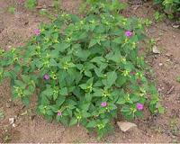 Secrets of potato blight evolution could help farmers fight back