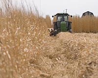Biofuels may speed up, not slow global warming: study