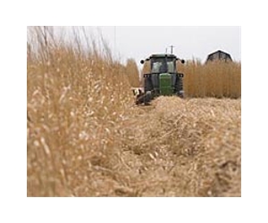 The Benefits Of Energy Crop Cultivation Outweigh The Costs