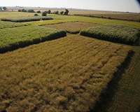 Open-source plant database confirms top US bioenergy crop
