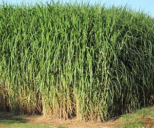 Switching to an energy crop: Break even or make a profit?
