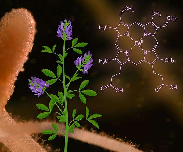 Biogas Production from Alfalfa Enhanced by Fruit Waste and Microbes