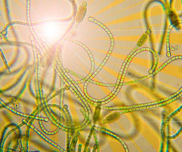 Zeroing in on the origins of Earth's single most important evolutionary innovation