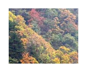 China to up reforestation
